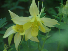 Aquilegia chrysantha 'Yellow Queen'Gele akelei bestellen